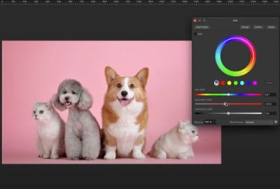 A variety of dog breeds and a grumpy cat image in an Affinity Photo workspace.